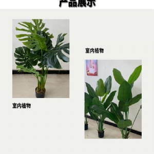 室内植物