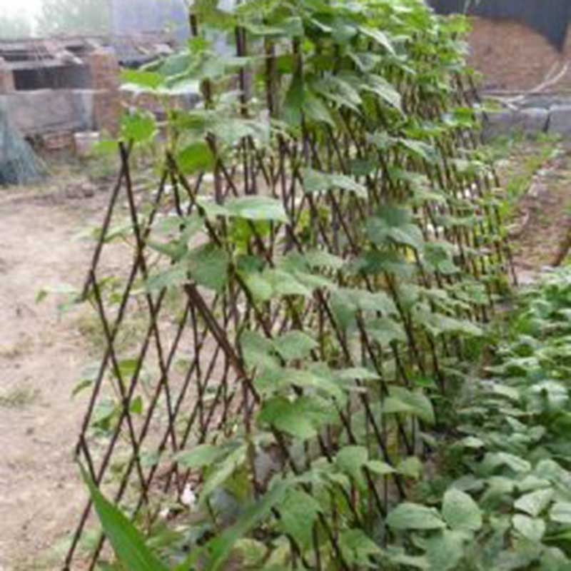 Willow pea and bean frame