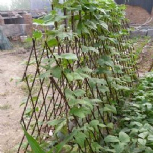 Willow pea and bean frame