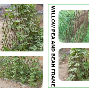 Willow pea and bean frame